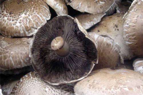 MUSHROOMS -  PORTOBELLINI MUSHROOM SPORES