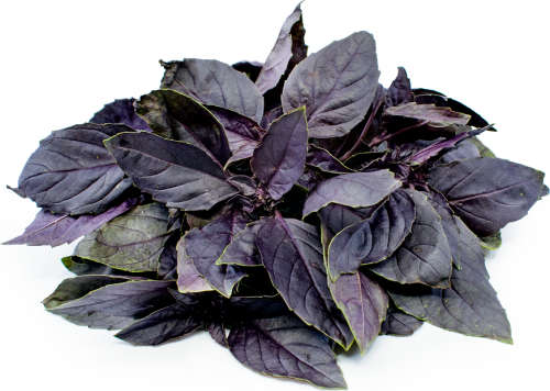HERBS - BLACK BASIL   . DARK OPAL  - 30 SEEDS