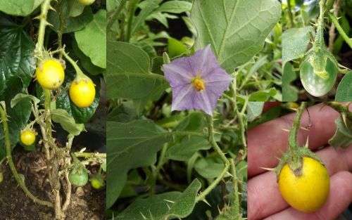 SOLANUM LINNAENUM - 10 SEEDS  -  MEDICINAL