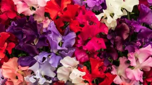 FLOWERS - SWEET PEA `Lathyrus odoratus`  10 SEEDS early bloom MIXED COLORS