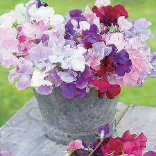 FLOWERS - SWEET PEA `Lathyrus odoratus`  10 SEEDS early bloom MIXED COLORS