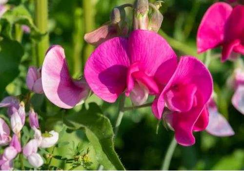 FLOWERS - SWEET PEA `Lathyrus odoratus`  10 SEEDS early bloom MIXED COLORS