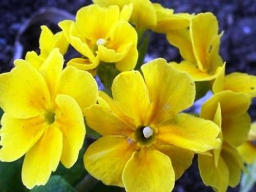 FLOWERS - EVENING PRIMROSE -  30 SEEDS