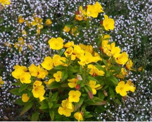 FLOWERS - EVENING PRIMROSE -  30 SEEDS