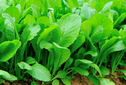 FLORIDA BROADLEAF MUSTARD GREENS - 40 SEEDS