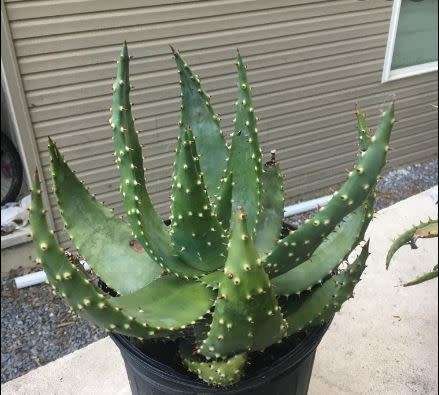 ALOE ACULEATA  - 20 SEEDS