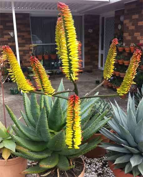 ALOE ACULEATA  - 20 SEEDS