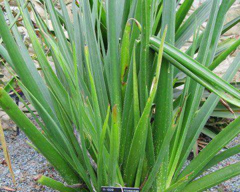 ALOE  COOPERII  - 20 SEEDS