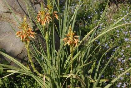 ALOE  COOPERII  - 20 SEEDS