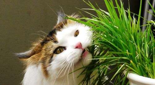 PET GRASS   100 SEEDS