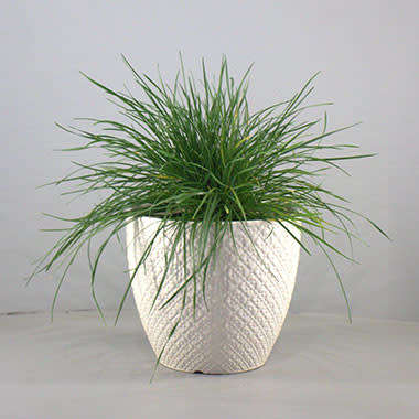 PET GRASS   100 SEEDS