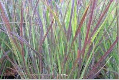 GRASSES  -  SCHIZACHYRIUM SCOPARIUM  - 100 SEEDS