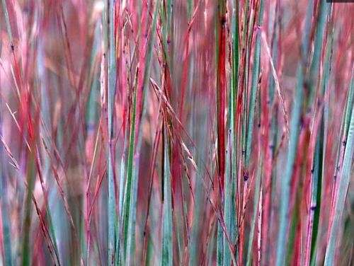 GRASSES  -  SCHIZACHYRIUM SCOPARIUM  - 100 SEEDS