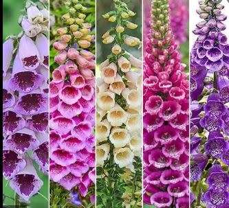FLOWERS  - FOXGLOVE  EXCELSIOR MIXED COLOURS - 40 SEEDS