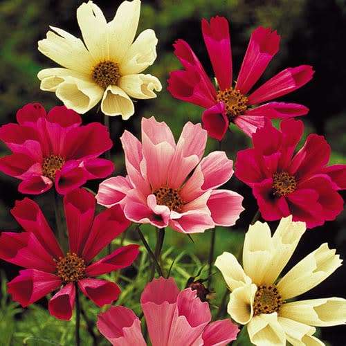 FLOWERS  -  COSMOS "SEA SHELLS"  -  30 SEEDS -  MIXED COLOURS