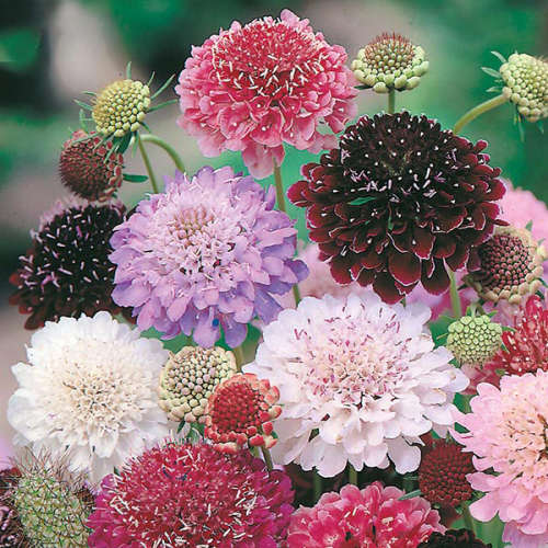 FLOWERS  -  SCABIOUS PINCUSHION DOUBLE  -  30 SEEDS -  MIXED COLOURS
