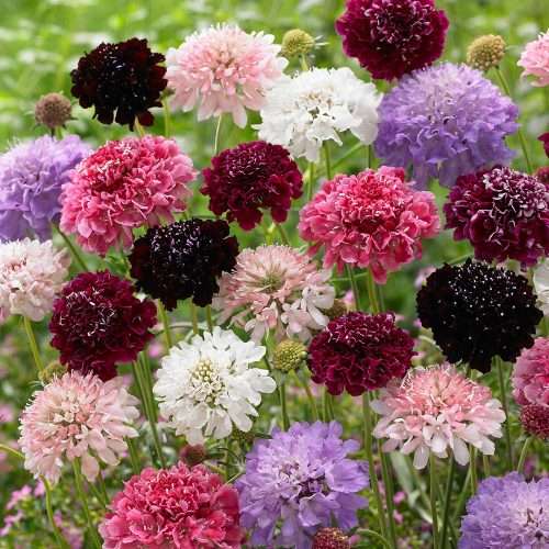 FLOWERS  -  SCABIOUS PINCUSHION DOUBLE  -  30 SEEDS -  MIXED COLOURS