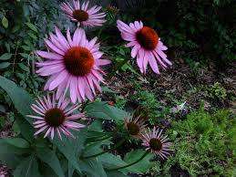 FLOWERS  -  ECHINEAE PURPLE  -  30 SEEDS