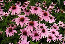 FLOWERS  -  ECHINEAE PURPLE  -  30 SEEDS