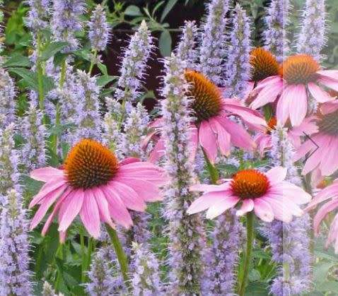 FLOWERS  -  ECHINEAE PURPLE  -  30 SEEDS