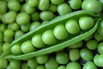GREENFEAST PEA   - 15 SEEDS