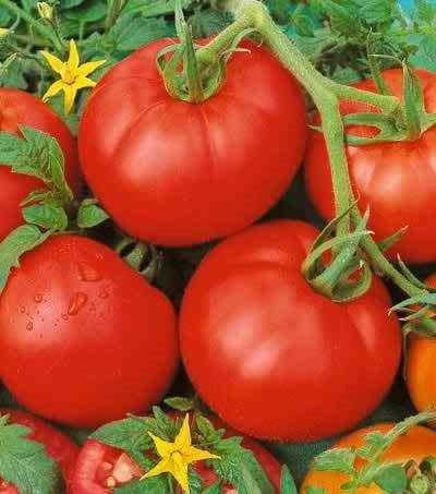 FLORADADE TOMATO -  DETERMINATE  -  30 SEEDS