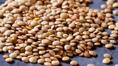 LENTIL    - 20 SEEDS