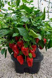 MOHAWK DWARF SWEET PEPPER  - 10 SEEDS