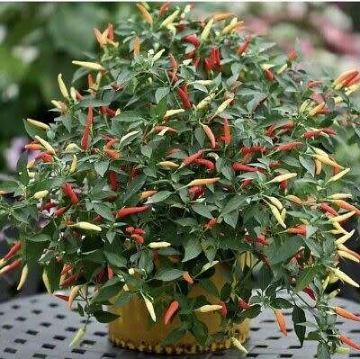 CHILLIES -  DWARF THAI DEMON  (F1)   -  10 SEEDS