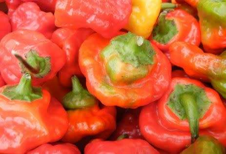 CHILLIES - ROCOTILLO CHILLIES  -  20 SEEDS