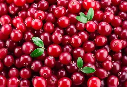 BERRIES - CRANBERRY -  15 SEEDS