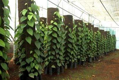 BLACK PEPPER Vine  - Piper Nigrum -  5  Seeds