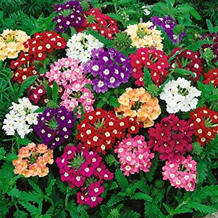 VERBENA FLOWER  MIX - 30 SEEDS