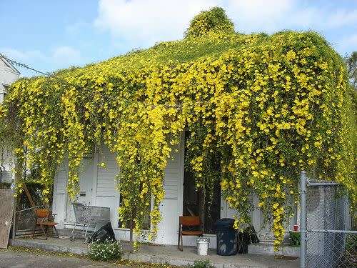 CAT'S CLAW CREEPER  (Dolichandra unguis-cati)  30 SEEDS