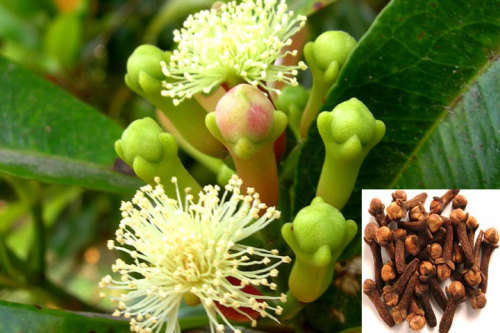 CLOVE  ( Syzygium aromaticum) - 50 seeds