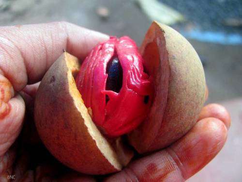 NUTMEG AND MACE SPICE TREE  (Myristica fragrans)  -  2 SEEDS