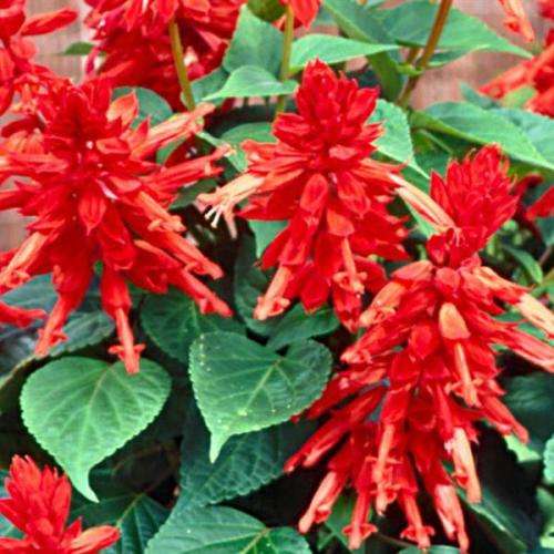 PSYCHOACTIVE  -  BLOOD SAGE ( Salvia coccinea)  -  10 SEEDS