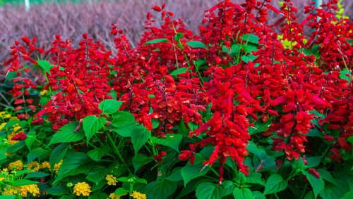 PSYCHOACTIVE  -  BLOOD SAGE ( Salvia coccinea)  -  10 SEEDS
