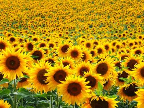 Sunflower  'Helianthus Annuus'    - 50 Seeds