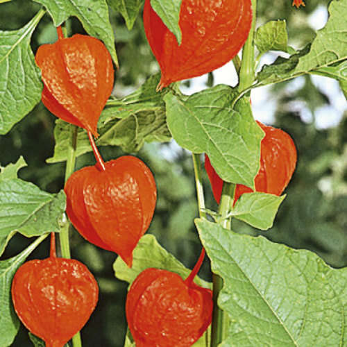 MEDICINAL - WINTER  CHERRY -  ( Physalis alkekengi)  10 SEEDS