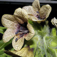 HENBANE (Hyoscyamus niger)  -  10 SEEDS