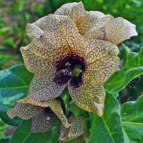 HENBANE (Hyoscyamus niger)  -  10 SEEDS
