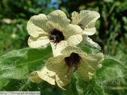 HENBANE (Hyoscyamus niger)  -  10 SEEDS