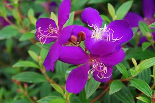 PRINCESS / GLORY BUSH  "Tibouchina urvilleana" - 30 SEEDS