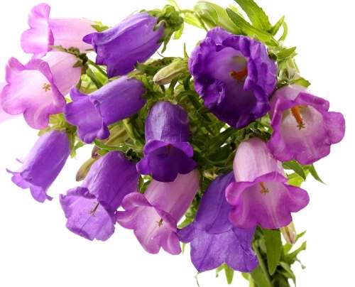 FLOWERS  - KAMPANULA KLOKKIES - 30 SEEDS