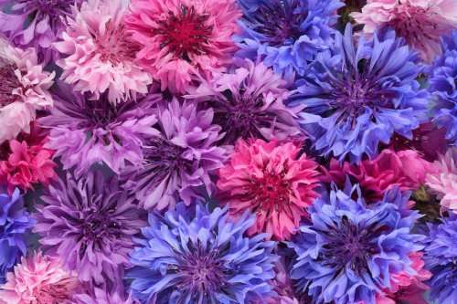 FLOWERS  - BATCHELOR'S BUTTON  -  30 SEEDS