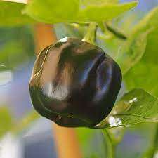 SWISS CHOCOLATE  HABANERO SEEDS -  30 seeds   CAPSICUM