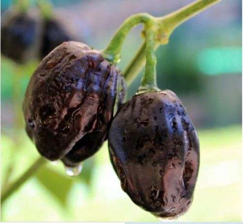 SWISS CHOCOLATE  HABANERO SEEDS -  30 seeds   CAPSICUM