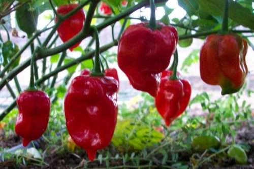 RED SAVINA PEPPER  SEEDS -  20 seeds   CAPSICUM  - chillies
