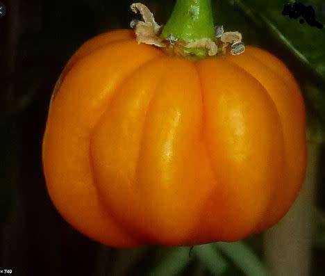 ROATAN PUMPKIN HABANERO -  5 seeds   CAPSICUM  - chillies  HOT!!!!